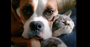 Deze kat en hond zijn altijd samen. Maar dit kittentje had bijna een ander lot gehad..