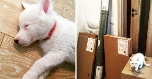 Zij willen een maatje voor hun hondje adopteren. Dan gebeurt iets heel bijzonders..