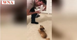 Chihuahua waakte continu over de buik van z’n zwangere bazin..
