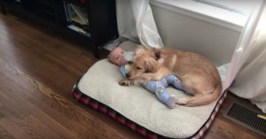 Baby drinkt z’n flesje bij de hond in zijn mand!