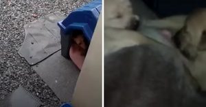 Mama hond heeft pups gebaard. Maar je raadt nooit wie ze in haar hok toelaat…