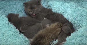 Deze Russische kat voedt haar kittens. Maar let eens op het rechterbeestje..