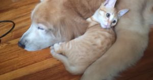 Vrouw vindt kleine kitten op straat. Dan besluit ze om het beestje te adopteren..