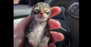 Het hart van deze dierenliefhebster breekt als ze kittens aantreft die bevroren zijn..