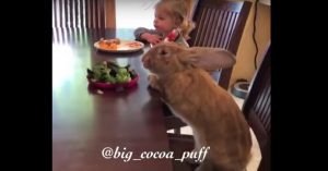 Heel klein meisje en héél groot konijn eten samen aan de eettafel!