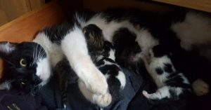 Hij wil een kledingstuk pakken uit z’n kast. Dan ziet hij plots een vreemde kat..