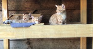 Drie katten kijken slaperig voor zich uit. Maar dan komt een heel ander diertje kijken!