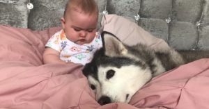 Baby en husky liggen samen in bed. Dan begint ‘ie z’n harige vriend te aaien!