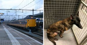 Baasje vraagt man om even op z’n hond te passen om daarna niet meer terug te komen..