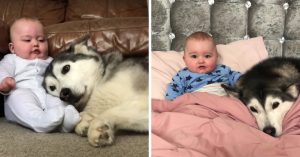 Om van te smelten: deze hond is súper voorzichtig met haar beste vriendje..