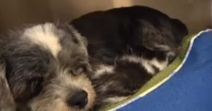 Ze krijgen een klacht over een blaffende hond. Dan zien ze waarom ‘ie zo blaft!