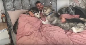 Hij wordt wakker gemaakt door 2 huskies. Maar even later komt er nog iemand bij!