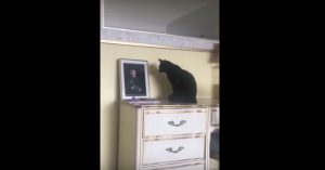 Deze kat staart elke dag urenlang naar een foto van z’n beste maatje!