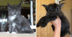 Kat is razend populair op het internet. Want kijk die blik eens!