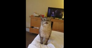 Zij zit op bed Harry Potter te kijken. Maar wat de kat dan doet is zó grappig!