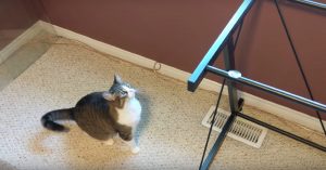 Baasje heeft de glazen tafel weggehaald uit zijn bureau..