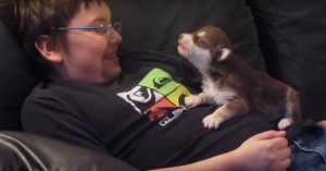 Kleine husky pup huilt voor het eerst. En dat klinkt zó aandoenlijk!