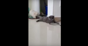 Hilarisch: kleine hond speelt met de staart van de kat..