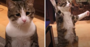 Iedereen vindt dat deze kat er droevig uit ziet. Maar wat is ze blij bij haar nieuwe familie!