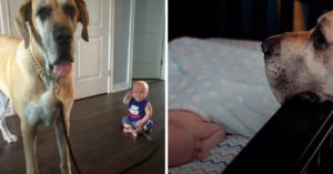 Hele grote hond past heel goed op z’n hele kleine vriendje!