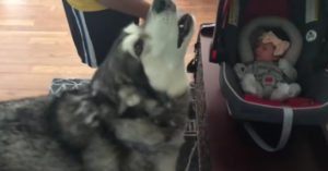 Deze hond maakt voor het eerst kennis met z’n nieuwe ‘zusje’..