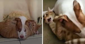 De baasjes van deze kat en hond dachten dat ze een hekel aan elkaar hadden..