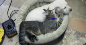 Labrador puppy en kat doen een dutje.. En ze delen dezelfde mand!