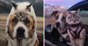 Dierenvrienden adopteren een hond en zwerfkatje.. En die worden beste vriendjes!