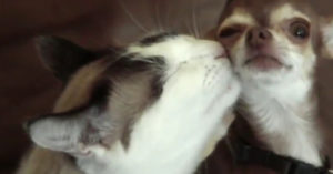 Hond en kat zijn allebei al volwassen. Maar wat zijn het samen toch een stel baby’s!