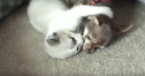 Kleine kitten wordt geadopteerd. De hond des huize is meteen dol op hem!