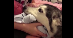 Geloof jij niet in liefde op het eerste gezicht? Dan moet je deze husky en baby eens zien