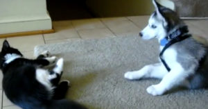 Kat en husky pup zien elkaar. Dan kunnen ze het niet laten om met elkaar te spelen!
