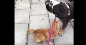 Schattige bulldog wordt begroet door de kat van de buren