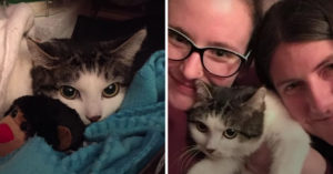 Deze kat was zo erg bang in het asiel dat ze zich verstopte en niet bewoog..