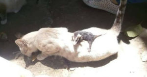 De kat komt thuis aanzetten en haar baasje gelooft niet wat ze ziet…