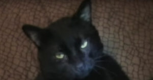 Hij vertelt z’n kat dat hij een nieuw puppy vriendje krijgt. Zijn reactie? Not impressed!