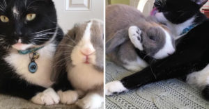 Deze speelse kat bijt z’n baasje. Maar met z’n beste vriendje is ‘ie zo voorzichtig!