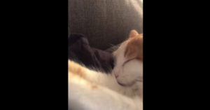 Deze kat heeft een wel héle vreemde obsessie…