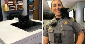 Klein kittentje sluipt politiebureau in en weigert om daar weg te gaan..