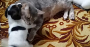Puppy begint met de kat te stoeien. Dan ineens komt er versterking aanzetten!