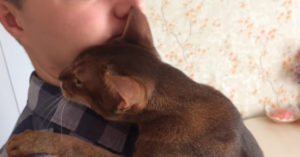 Dit welkom thuis ritueel tussen een kat en z’n baasje is zó lief!