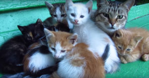 Hij vindt een complete zwerfkatten familie en besluit ze te voeden..