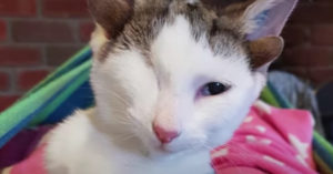 Deze kat heeft 4 oren en 1 oog is nu een internethit! En wij vinden ‘m prachtig!