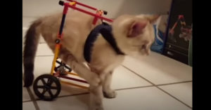 Deze kleine kat is verlamd. Maar het beestje geeft niet op!