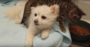 Kitten werd in de steek gelaten door z’n moeder. Dan vindt het beestje z’n steun en toeverlaat