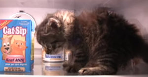 Kattenliefhebbers opgelet: komen deze beelden jou ook bekend voor?