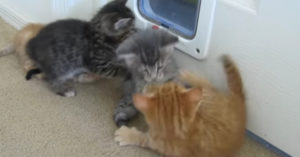 Deze kittens zijn aan het ‘vechten’. Maar dan breekt iemand ineens het gevecht af!