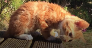 Deze minikat is hartstikke klein. Maar wat is ‘ie toch stout!