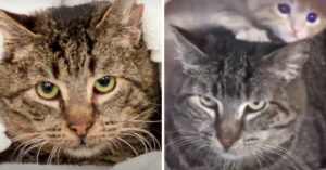 Knorrige zwerfkat wordt gered, maar heeft aanpassingsproblemen. Dan verandert alles!