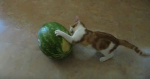Kat ziet een ronde ‘bal’ liggen. En dat betekent natuurlijk dat er gespeeld moet worden!